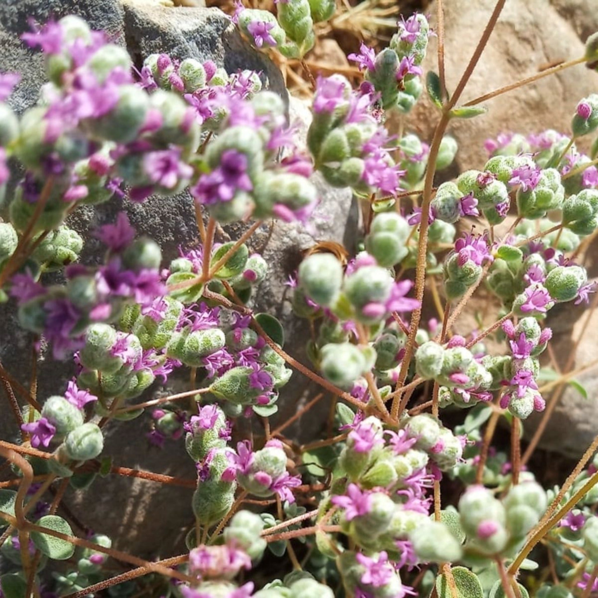 Nature and cretan mountains where the dittany plant is collected. 