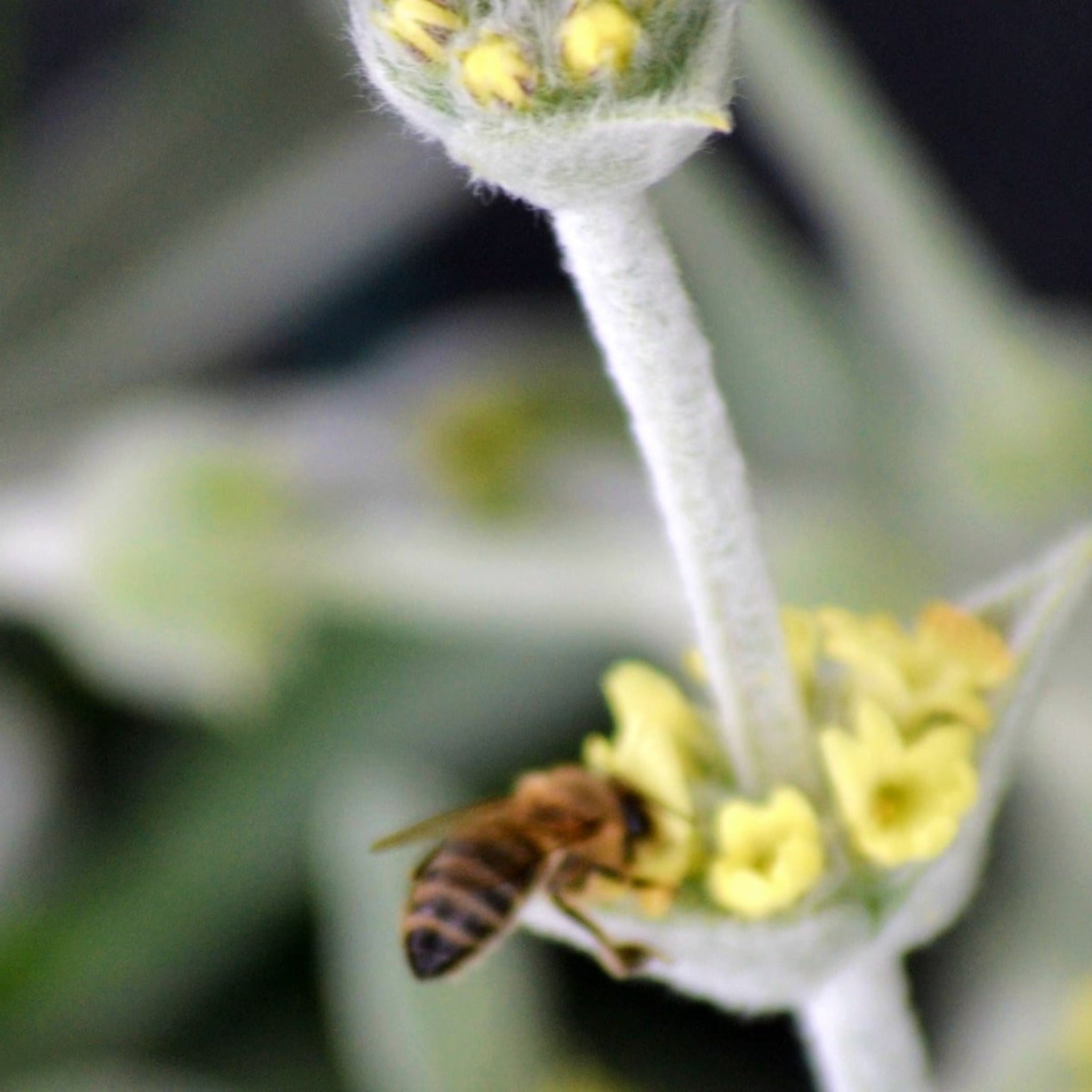 Organic malotira, Greek mountain tea in the nature (Cretan mountains) with bees. 